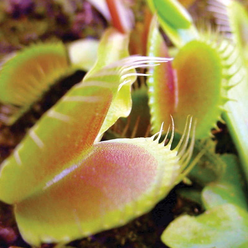 Grow Your Own Venus Fly Trap - new