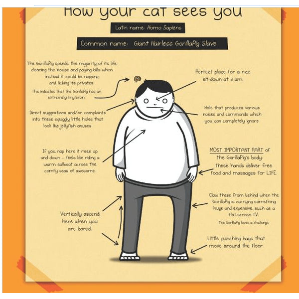 How To Tell If Your Cat Is Plotting Kill You - new